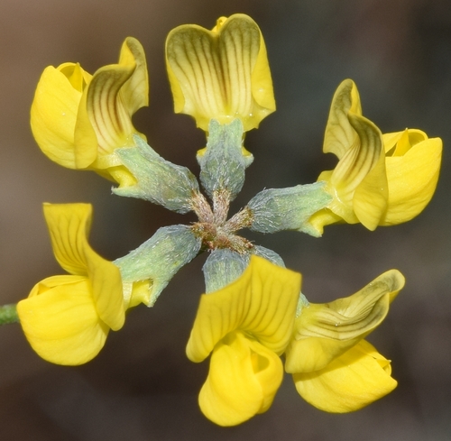 Hippocrepis scabra