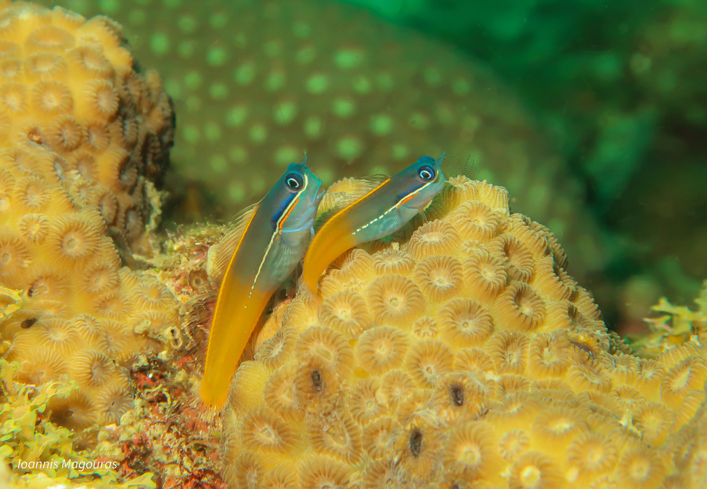 Derawan Combtooth Blenny