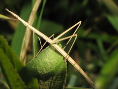 Tetanorhynchini