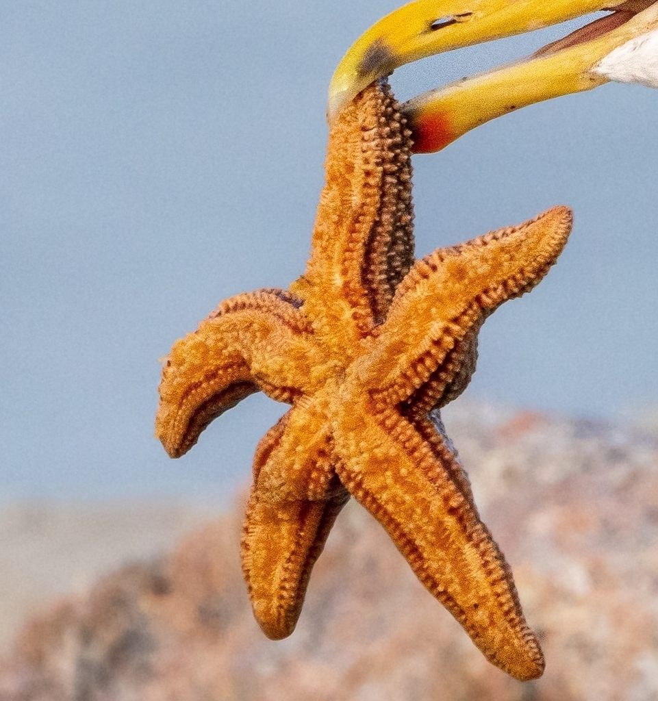 Asterias