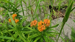 Asclepias tuberosa