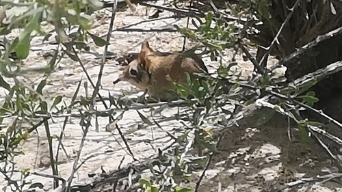 ヤブハネジネズミ