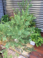 Melaleuca alternifolia