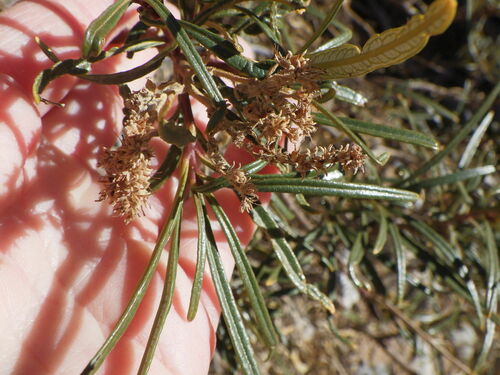 Image of Eriodictyon angustifolium by (c) Natalie Waddell-Rutter, some rights reserved (CC BY)