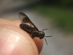 Chrysops univittatus