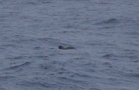 Phocoena dioptrica