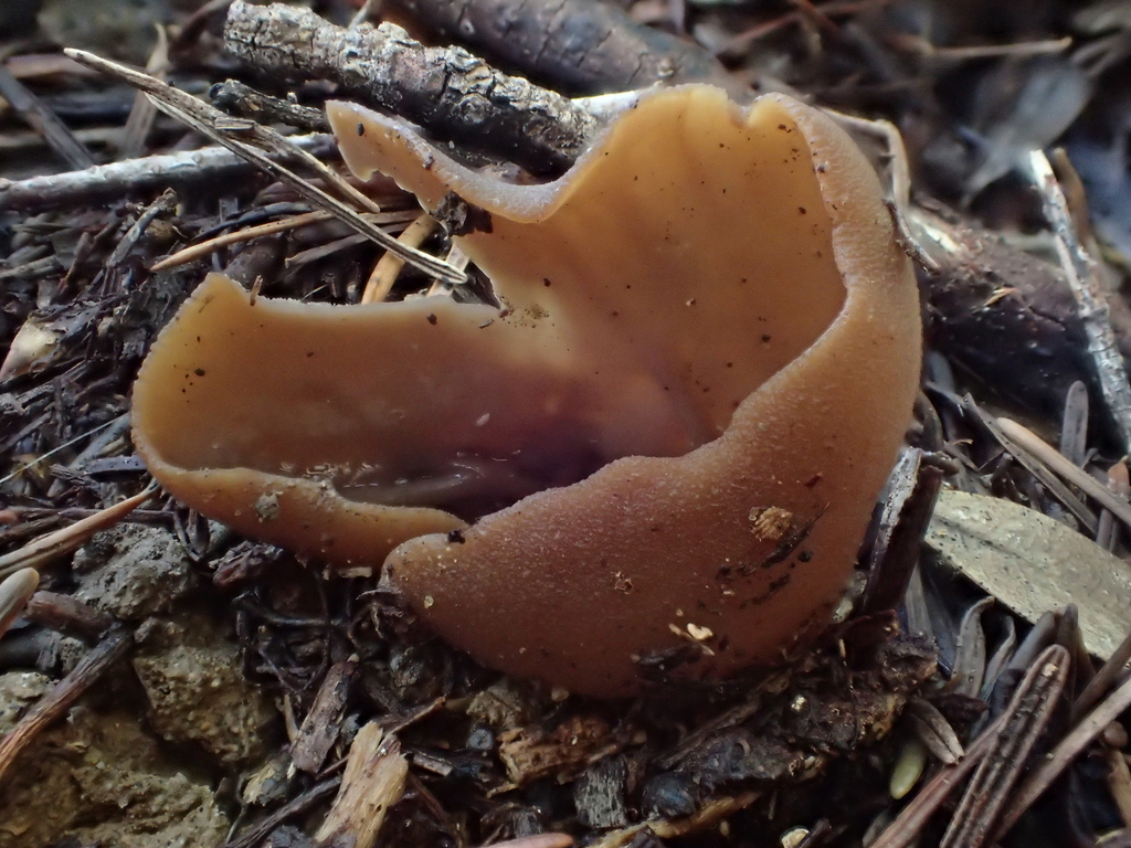 Otidea sp. 'alutacea-PNW04'