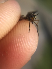 Chrysops univittatus