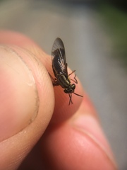 Chrysops univittatus