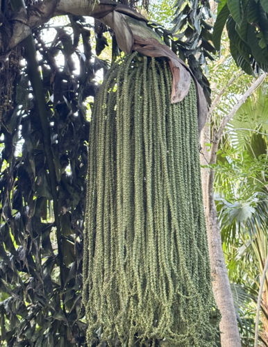 Caryota rumphiana observed 2025-01-05