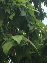 Catalpa speciosa