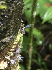 Nogodinidae