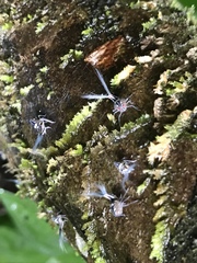 Nogodinidae