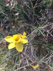 Narcissus assoanus