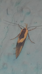 Harpella forficella