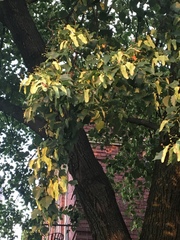 Tilia cordata