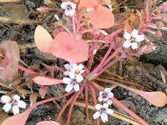 Claytonia rubra rubra