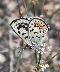 Euphilotes pallescens