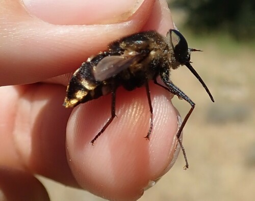 Pangonius haustellatus