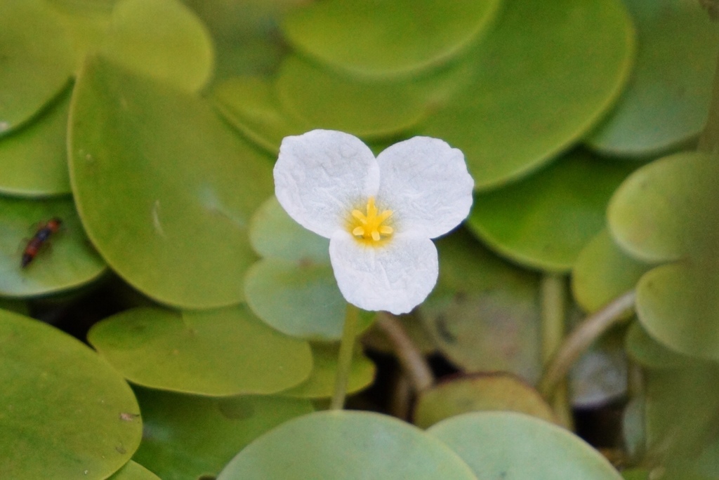 European Frog-bit (Aquatic Invasive Species in Alberta) · iNaturalist