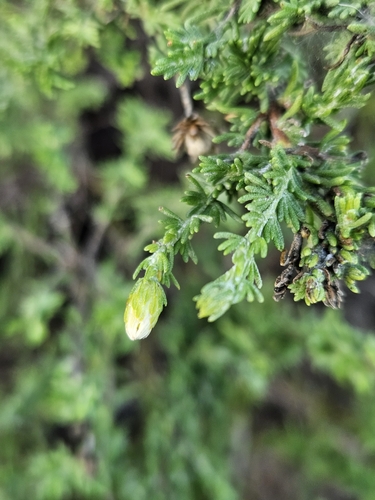 Image of Ericameria ericoides by (c) Marco Iboshi, some rights reserved (CC BY)