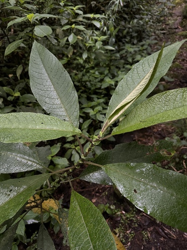 petiolate cestrum (Cestrum petiolare)