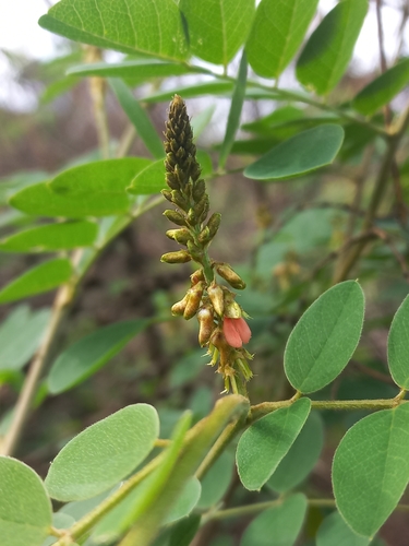 Angular-Pod Indigo (Indigofera subcorymbosa)