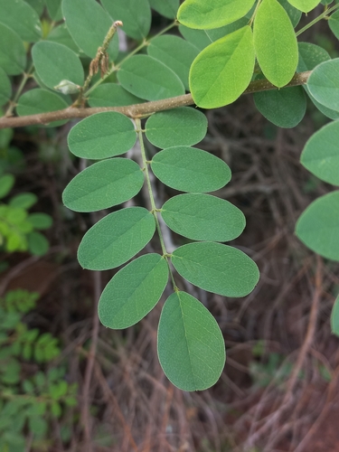 Image of Indigofera subcorymbosa by (c) Brian du Preez, some rights reserved (CC BY-SA)