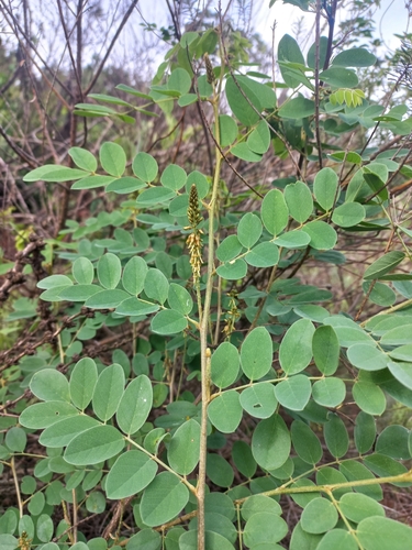 Image of Indigofera subcorymbosa by (c) Brian du Preez, some rights reserved (CC BY-SA)