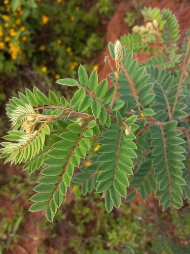 Image of Indigofera lyallii by (c) Brian du Preez, some rights reserved (CC BY-SA)