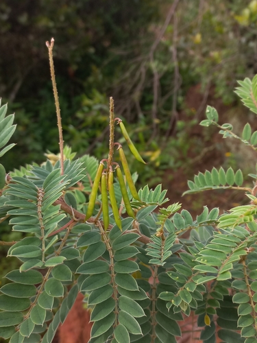 Image of Indigofera lyallii by (c) Brian du Preez, some rights reserved (CC BY-SA)