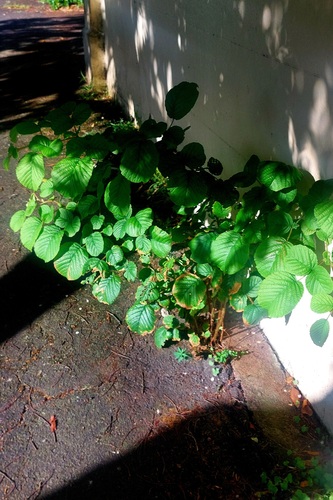 Yellow Himalayan raspberry (Rubus ellipticus)