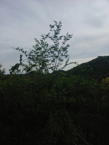 Image of Indigofera subcorymbosa by (c) Brian du Preez, some rights reserved (CC BY-SA)