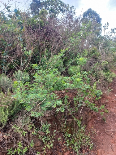 Image of Indigofera subcorymbosa by (c) Brian du Preez, some rights reserved (CC BY-SA)