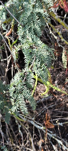 Foto de Algaroba