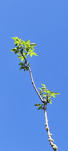 Foto de Pau-santo