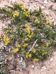 Lomatium minimum