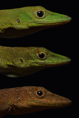 Axillary Spotted Anole photo 2