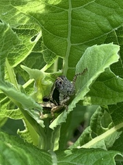 Phaedrotettix