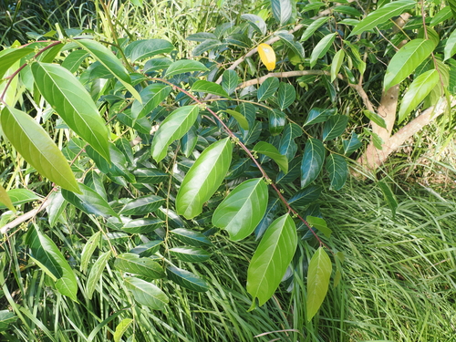 Image of Glochidion zeylanicum by (c) Lucas Christofides, some rights reserved (CC BY)