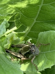 Phaedrotettix