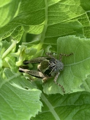 Phaedrotettix