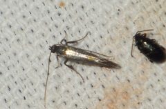 Euspilapteryx auroguttella