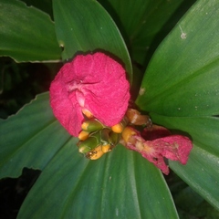 Chamaecostus lanceolatus