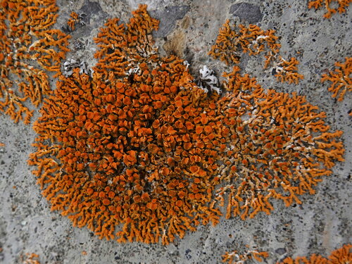 Puikioji geltonkerpė nuotrauka