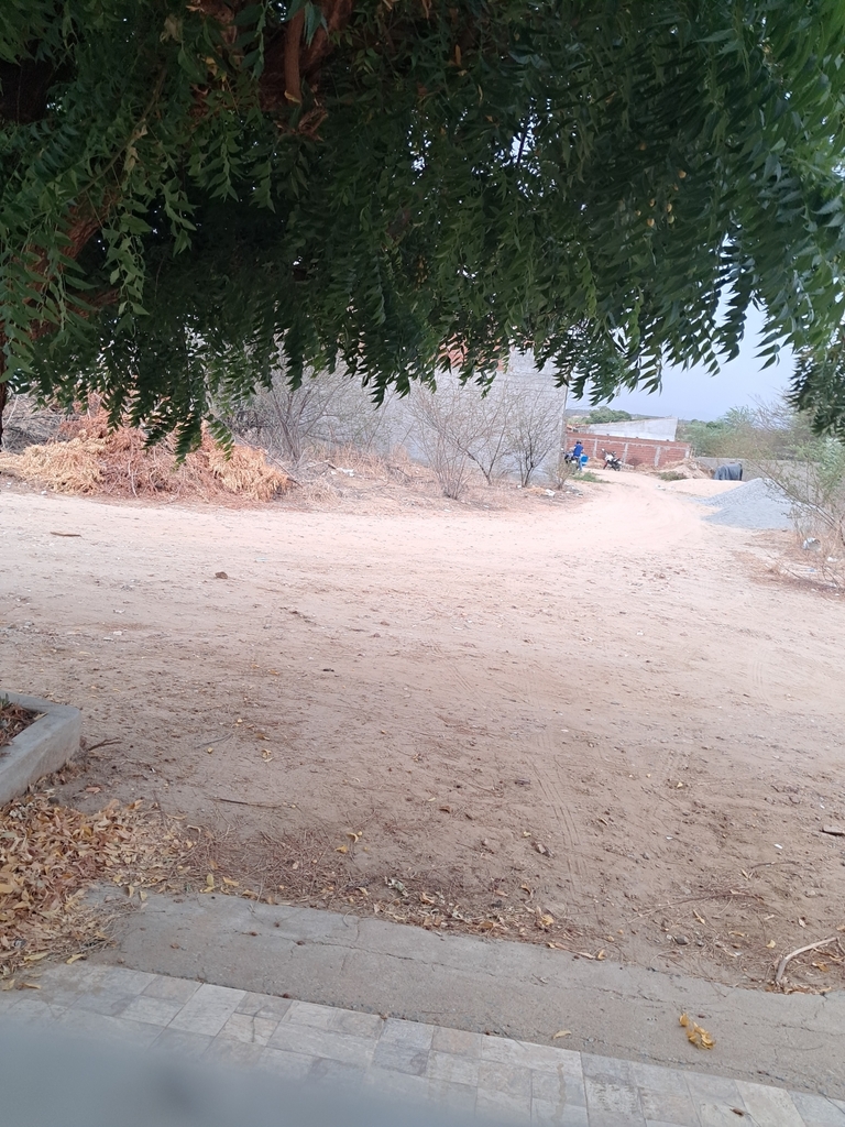 Mature neem tree canopy