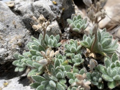Draba jaegeri