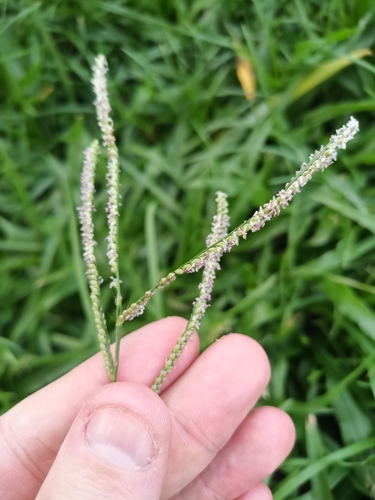 Image of Paspalum maritimum by (c) Guillaume Delaitre, some rights reserved (CC BY)