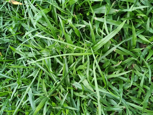 Image of Paspalum maritimum by (c) Guillaume Delaitre, some rights reserved (CC BY)
