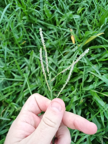 Image of Paspalum maritimum by (c) Guillaume Delaitre, some rights reserved (CC BY)